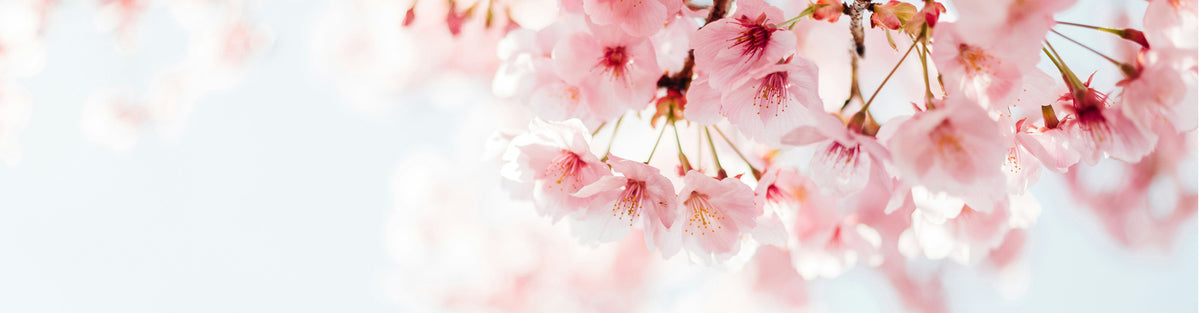 Close-up of delicate pink cherry blossom flowers on branches against a soft, light blue sky, creating a serene and airy springtime atmosphere.