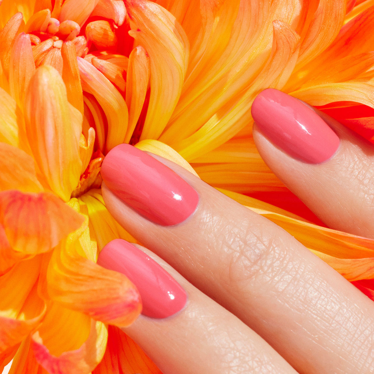 Three fingers with glossy bright pink "Capucine" nail polish by Manucurist rest gently on vibrant orange and yellow flower petals.