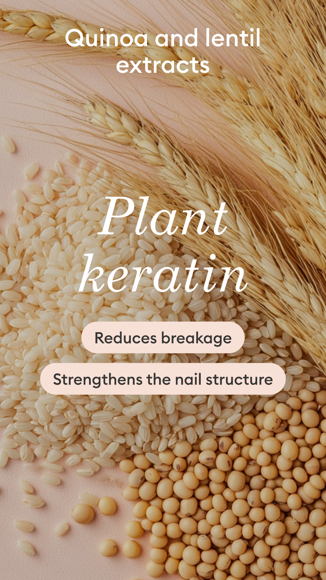 Quinoa, rice, and lentils on a light surface with text: Quinoa and lentil extracts. Plant keratin. Reduces breakage. Strengthens the nail structure. Wheat stalks are also visible at the top.