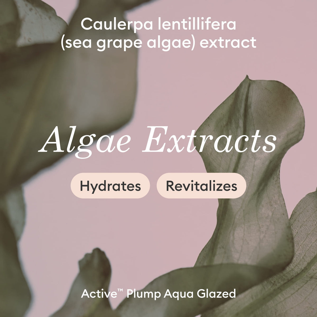 Close-up of sea grape algae leaves with text: Caulerpa lentillifera (sea grape algae) extract. Algae Extracts. Hydrates. Revitalizes. Active™ Plump Aqua Glazed..